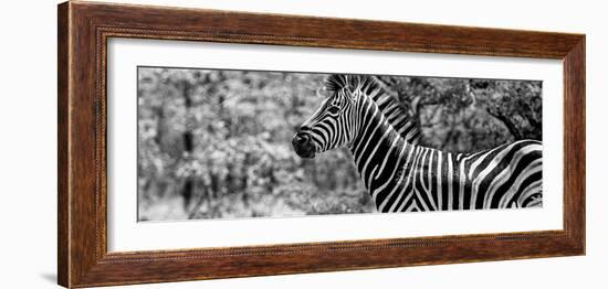 Awesome South Africa Collection Panoramic - Close-Up of Zebra B&W-Philippe Hugonnard-Framed Photographic Print