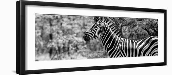Awesome South Africa Collection Panoramic - Close-Up of Zebra B&W-Philippe Hugonnard-Framed Photographic Print