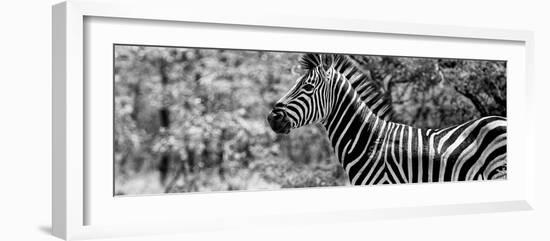 Awesome South Africa Collection Panoramic - Close-Up of Zebra B&W-Philippe Hugonnard-Framed Photographic Print