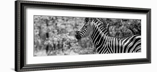 Awesome South Africa Collection Panoramic - Close-Up of Zebra B&W-Philippe Hugonnard-Framed Photographic Print