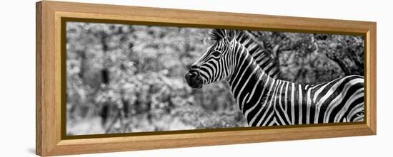 Awesome South Africa Collection Panoramic - Close-Up of Zebra B&W-Philippe Hugonnard-Framed Premier Image Canvas