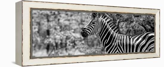 Awesome South Africa Collection Panoramic - Close-Up of Zebra B&W-Philippe Hugonnard-Framed Premier Image Canvas