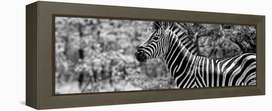 Awesome South Africa Collection Panoramic - Close-Up of Zebra B&W-Philippe Hugonnard-Framed Premier Image Canvas