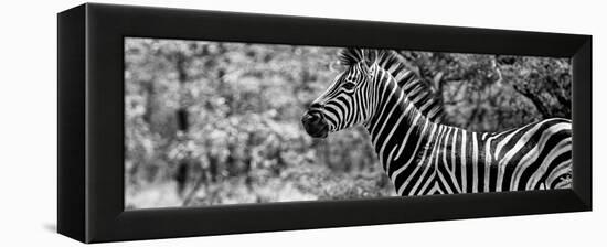 Awesome South Africa Collection Panoramic - Close-Up of Zebra B&W-Philippe Hugonnard-Framed Premier Image Canvas