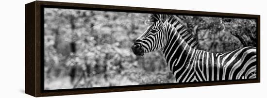 Awesome South Africa Collection Panoramic - Close-Up of Zebra B&W-Philippe Hugonnard-Framed Premier Image Canvas