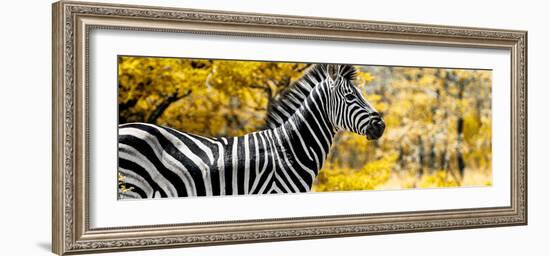 Awesome South Africa Collection Panoramic - Close-Up of Zebra with Yellow Savanna-Philippe Hugonnard-Framed Photographic Print