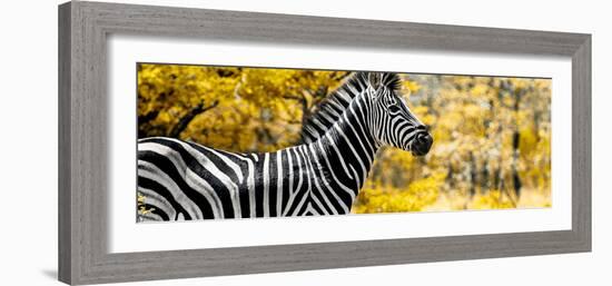 Awesome South Africa Collection Panoramic - Close-Up of Zebra with Yellow Savanna-Philippe Hugonnard-Framed Photographic Print