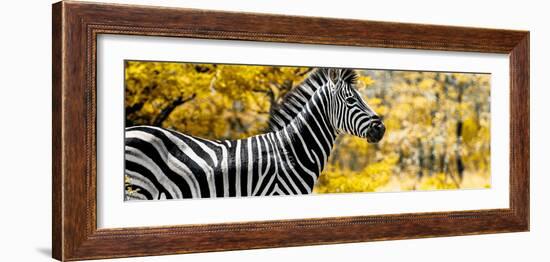 Awesome South Africa Collection Panoramic - Close-Up of Zebra with Yellow Savanna-Philippe Hugonnard-Framed Photographic Print