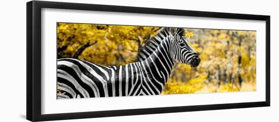 Awesome South Africa Collection Panoramic - Close-Up of Zebra with Yellow Savanna-Philippe Hugonnard-Framed Photographic Print