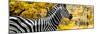 Awesome South Africa Collection Panoramic - Close-Up of Zebra with Yellow Savanna-Philippe Hugonnard-Mounted Photographic Print