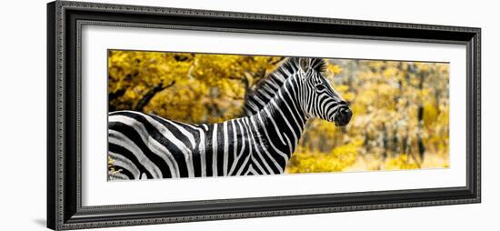 Awesome South Africa Collection Panoramic - Close-Up of Zebra with Yellow Savanna-Philippe Hugonnard-Framed Photographic Print