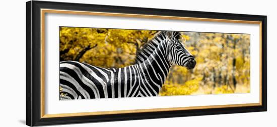 Awesome South Africa Collection Panoramic - Close-Up of Zebra with Yellow Savanna-Philippe Hugonnard-Framed Photographic Print