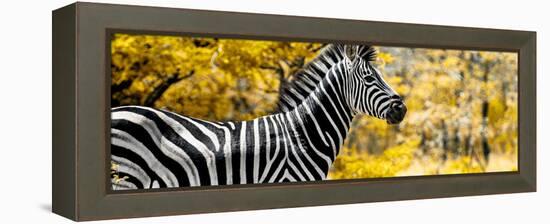 Awesome South Africa Collection Panoramic - Close-Up of Zebra with Yellow Savanna-Philippe Hugonnard-Framed Premier Image Canvas