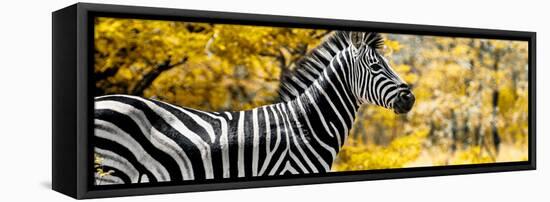 Awesome South Africa Collection Panoramic - Close-Up of Zebra with Yellow Savanna-Philippe Hugonnard-Framed Premier Image Canvas