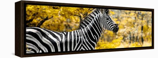 Awesome South Africa Collection Panoramic - Close-Up of Zebra with Yellow Savanna-Philippe Hugonnard-Framed Premier Image Canvas