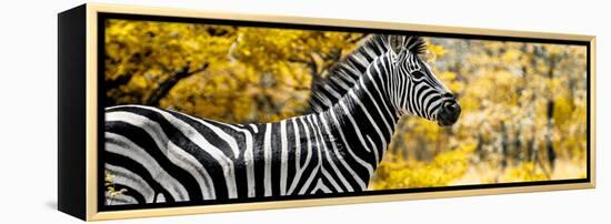 Awesome South Africa Collection Panoramic - Close-Up of Zebra with Yellow Savanna-Philippe Hugonnard-Framed Premier Image Canvas