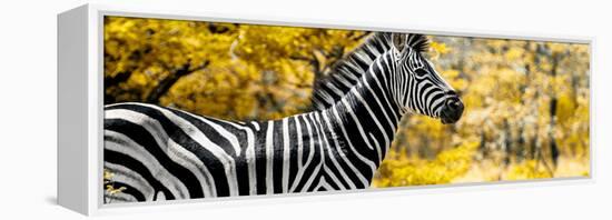 Awesome South Africa Collection Panoramic - Close-Up of Zebra with Yellow Savanna-Philippe Hugonnard-Framed Premier Image Canvas
