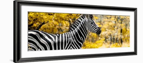 Awesome South Africa Collection Panoramic - Close-Up of Zebra with Yellow Savanna-Philippe Hugonnard-Framed Photographic Print