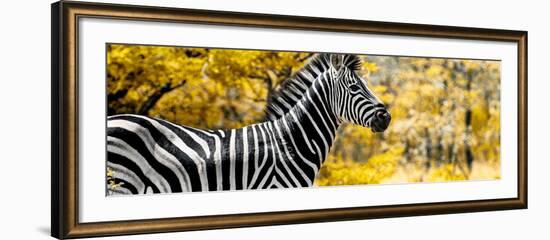 Awesome South Africa Collection Panoramic - Close-Up of Zebra with Yellow Savanna-Philippe Hugonnard-Framed Photographic Print