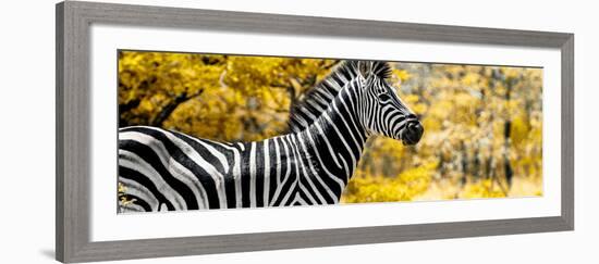 Awesome South Africa Collection Panoramic - Close-Up of Zebra with Yellow Savanna-Philippe Hugonnard-Framed Photographic Print