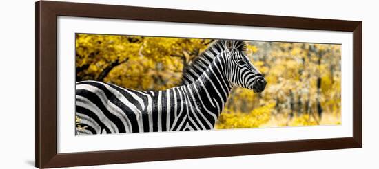 Awesome South Africa Collection Panoramic - Close-Up of Zebra with Yellow Savanna-Philippe Hugonnard-Framed Photographic Print