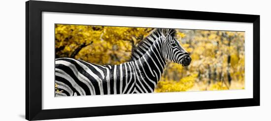 Awesome South Africa Collection Panoramic - Close-Up of Zebra with Yellow Savanna-Philippe Hugonnard-Framed Photographic Print