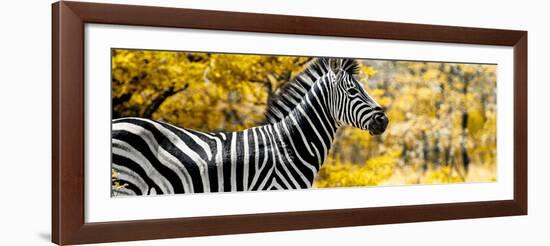 Awesome South Africa Collection Panoramic - Close-Up of Zebra with Yellow Savanna-Philippe Hugonnard-Framed Photographic Print