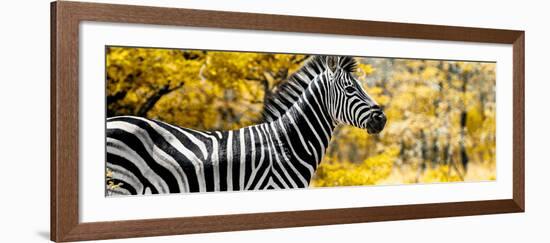 Awesome South Africa Collection Panoramic - Close-Up of Zebra with Yellow Savanna-Philippe Hugonnard-Framed Photographic Print