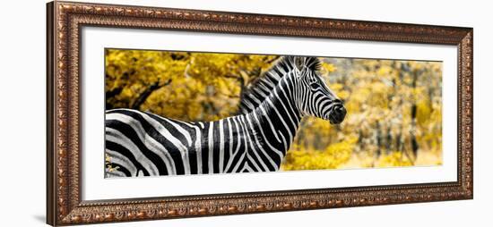 Awesome South Africa Collection Panoramic - Close-Up of Zebra with Yellow Savanna-Philippe Hugonnard-Framed Photographic Print