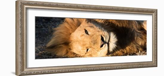 Awesome South Africa Collection Panoramic - Close-Up Portrait of a sleeping Lion-Philippe Hugonnard-Framed Photographic Print