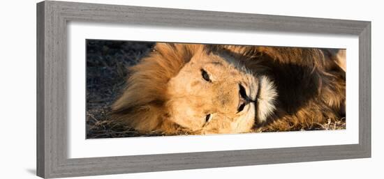 Awesome South Africa Collection Panoramic - Close-Up Portrait of a sleeping Lion-Philippe Hugonnard-Framed Photographic Print