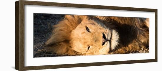 Awesome South Africa Collection Panoramic - Close-Up Portrait of a sleeping Lion-Philippe Hugonnard-Framed Photographic Print