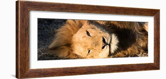 Awesome South Africa Collection Panoramic - Close-Up Portrait of a sleeping Lion-Philippe Hugonnard-Framed Photographic Print