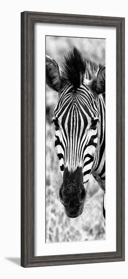 Awesome South Africa Collection Panoramic - Close-up Zebra Portrait B&W-Philippe Hugonnard-Framed Photographic Print