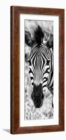 Awesome South Africa Collection Panoramic - Close-up Zebra Portrait B&W-Philippe Hugonnard-Framed Photographic Print