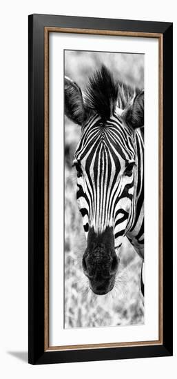 Awesome South Africa Collection Panoramic - Close-up Zebra Portrait B&W-Philippe Hugonnard-Framed Photographic Print