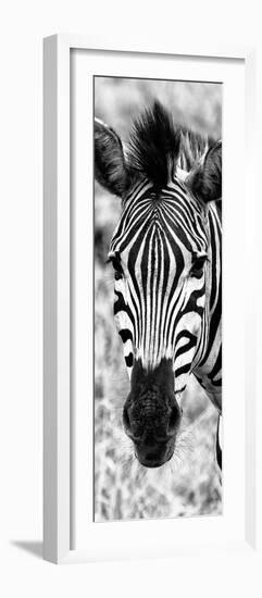 Awesome South Africa Collection Panoramic - Close-up Zebra Portrait B&W-Philippe Hugonnard-Framed Photographic Print