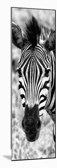 Awesome South Africa Collection Panoramic - Close-up Zebra Portrait B&W-Philippe Hugonnard-Mounted Photographic Print