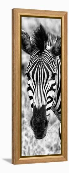 Awesome South Africa Collection Panoramic - Close-up Zebra Portrait B&W-Philippe Hugonnard-Framed Premier Image Canvas