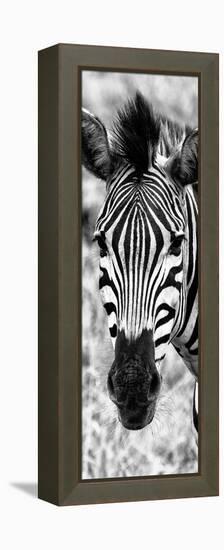 Awesome South Africa Collection Panoramic - Close-up Zebra Portrait B&W-Philippe Hugonnard-Framed Premier Image Canvas