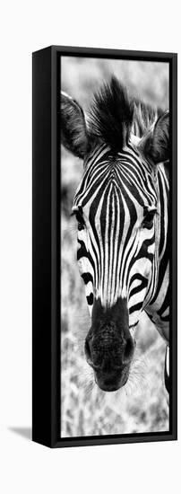 Awesome South Africa Collection Panoramic - Close-up Zebra Portrait B&W-Philippe Hugonnard-Framed Premier Image Canvas