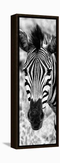 Awesome South Africa Collection Panoramic - Close-up Zebra Portrait B&W-Philippe Hugonnard-Framed Premier Image Canvas