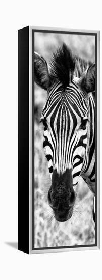 Awesome South Africa Collection Panoramic - Close-up Zebra Portrait B&W-Philippe Hugonnard-Framed Premier Image Canvas