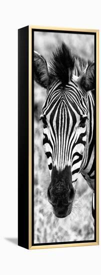 Awesome South Africa Collection Panoramic - Close-up Zebra Portrait B&W-Philippe Hugonnard-Framed Premier Image Canvas