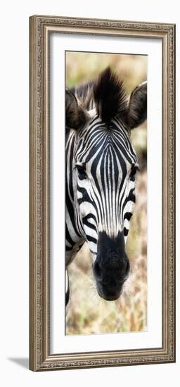 Awesome South Africa Collection Panoramic - Close-up Zebra Portrait III-Philippe Hugonnard-Framed Photographic Print