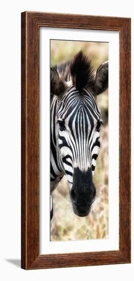 Awesome South Africa Collection Panoramic - Close-up Zebra Portrait III-Philippe Hugonnard-Framed Photographic Print