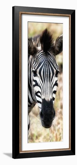 Awesome South Africa Collection Panoramic - Close-up Zebra Portrait III-Philippe Hugonnard-Framed Photographic Print