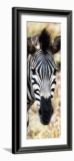 Awesome South Africa Collection Panoramic - Close-up Zebra Portrait III-Philippe Hugonnard-Framed Photographic Print