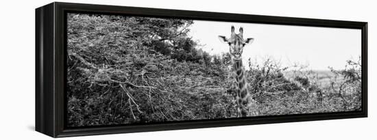 Awesome South Africa Collection Panoramic - Curious Giraffe B&W-Philippe Hugonnard-Framed Premier Image Canvas