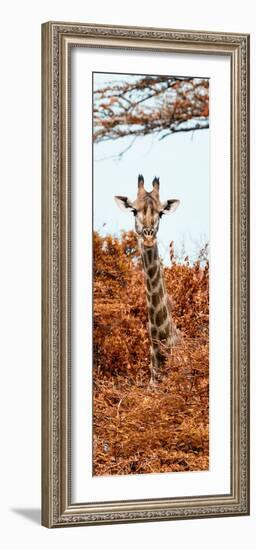 Awesome South Africa Collection Panoramic - Curious Giraffe with Red Savanna II-Philippe Hugonnard-Framed Photographic Print